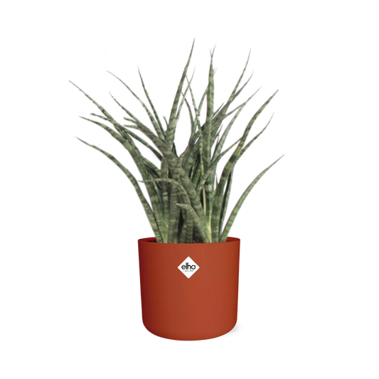 Sansevieria Fernwood Punk im ELHO b.for soft Rond 14cm Brique