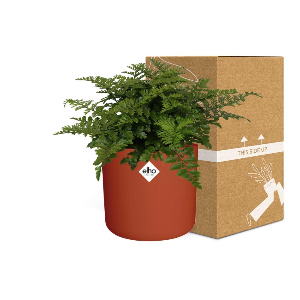 Asplenium Parvati – Luftreinigender Zimmerfarn im ELHO b.for soft Rond 14cm Brique