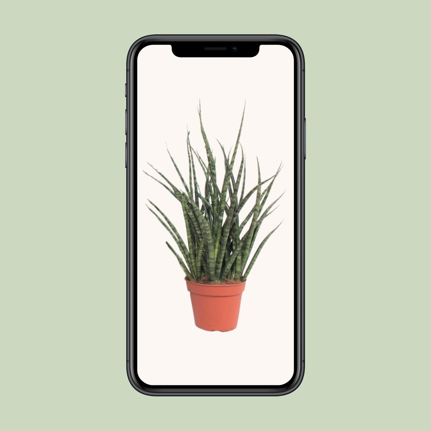 Sansevieria Fernwood Punk – Pflegeleichte Schwiegermutterzunge Ø12cm