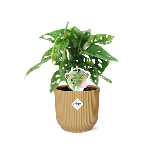 Monstera ‘Monkey Leaf’ im ELHO Vibes Fold Topf 14cm Gelb