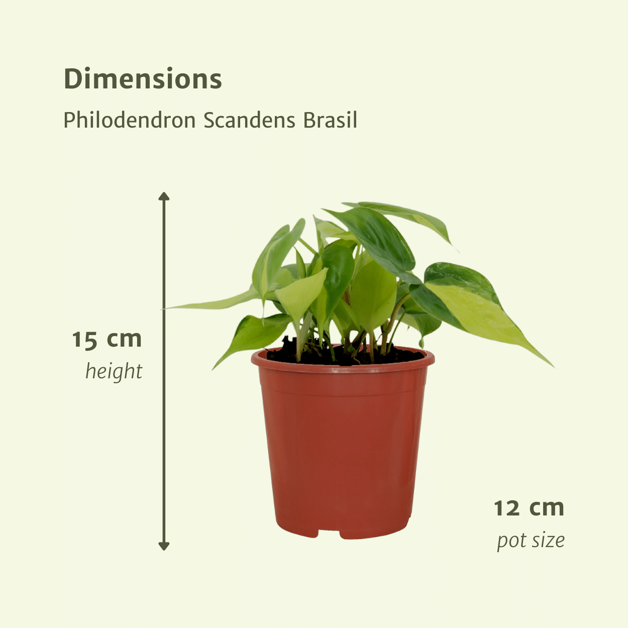 Philodendron Scandens Brasil - 4er Set Ø12cm Topf