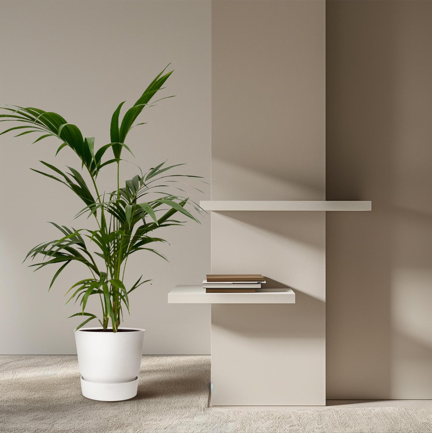 Kentia-Palme – Elegante Zimmerpflanze 130 cm