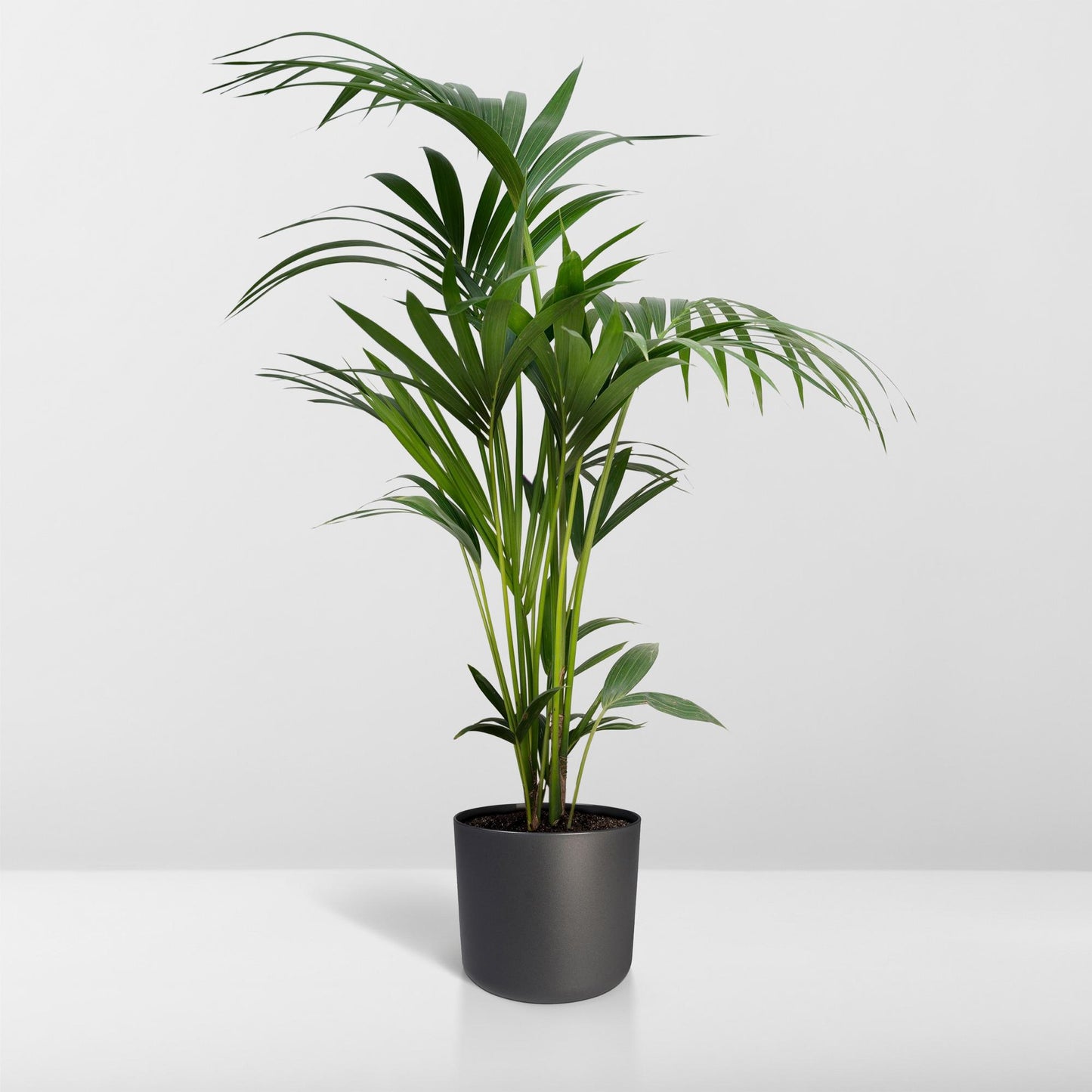 Howea forsteriana – Pflegeleichte Kentia-Palme Ø21cm