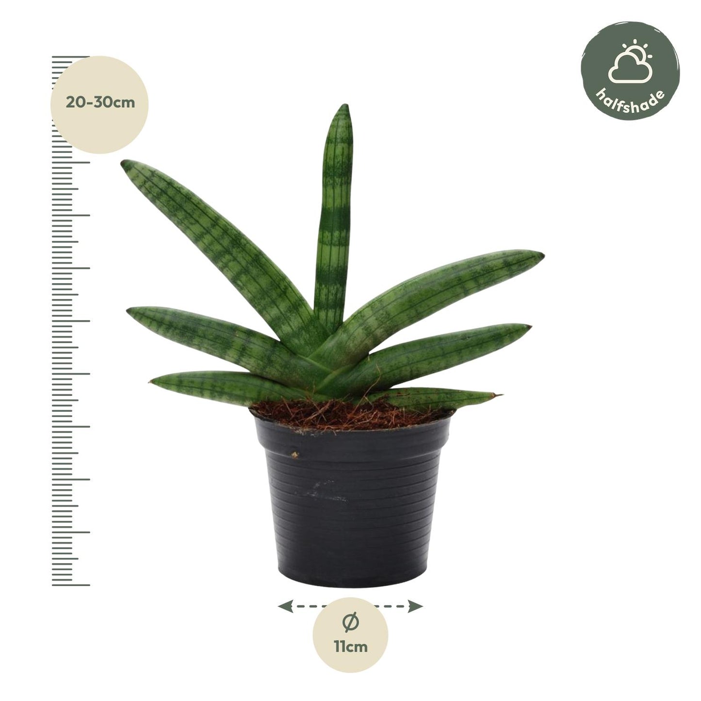 Sansevieria Skyline – Pflegeleichter Bogenhanf 25 cm
