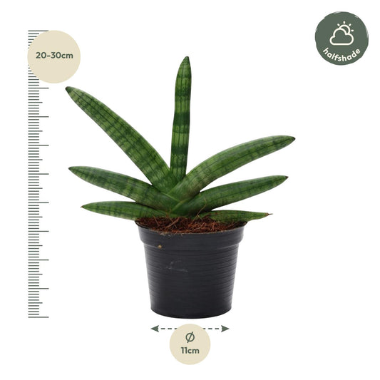 Sansevieria Skyline – Pflegeleichter Bogenhanf 25 cm