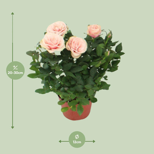 Rosa Light Pink Topfrose Ø12cm, 29cm hoch