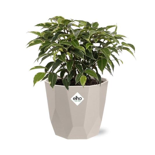 Ficus Benjamina Kinky im ELHO b.for rock Topf 14 cm warm grey
