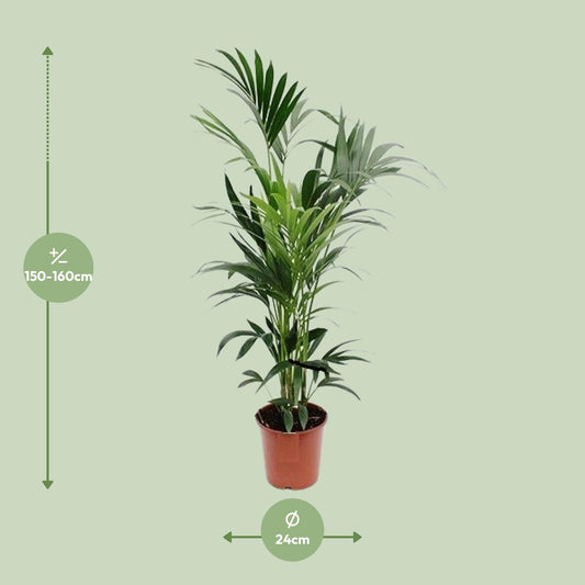 Howea Kentia-Palme Ø24cm, Höhe ca. 160cm – Pflegeleicht & Elegant