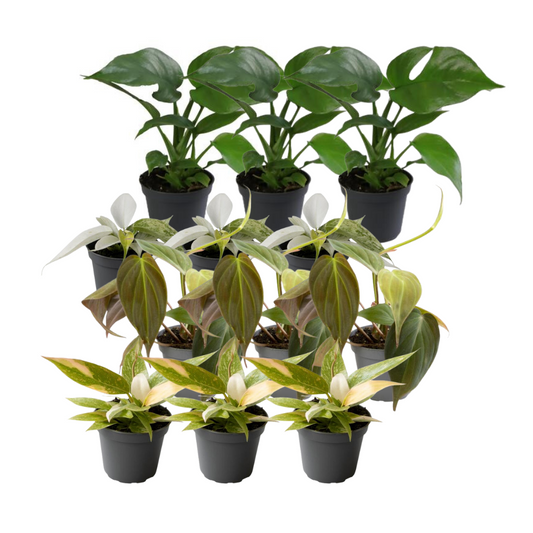 12x Philodendron Mix – Vielfältige, pflegeleichte Zimmerpflanzen