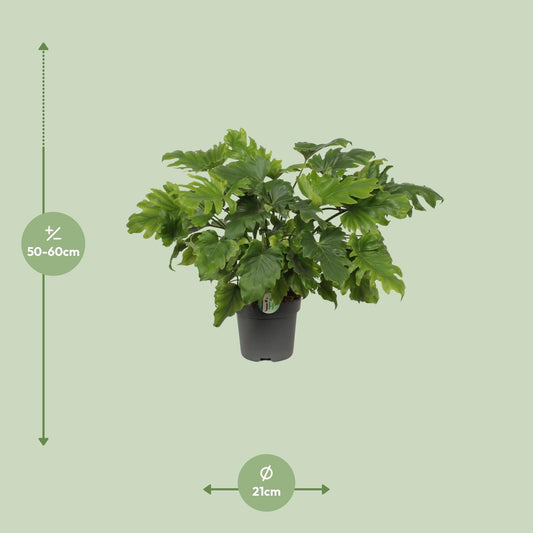 Philodendron Xanadu – Pflegeleichte Zimmerpflanze Ø21cm