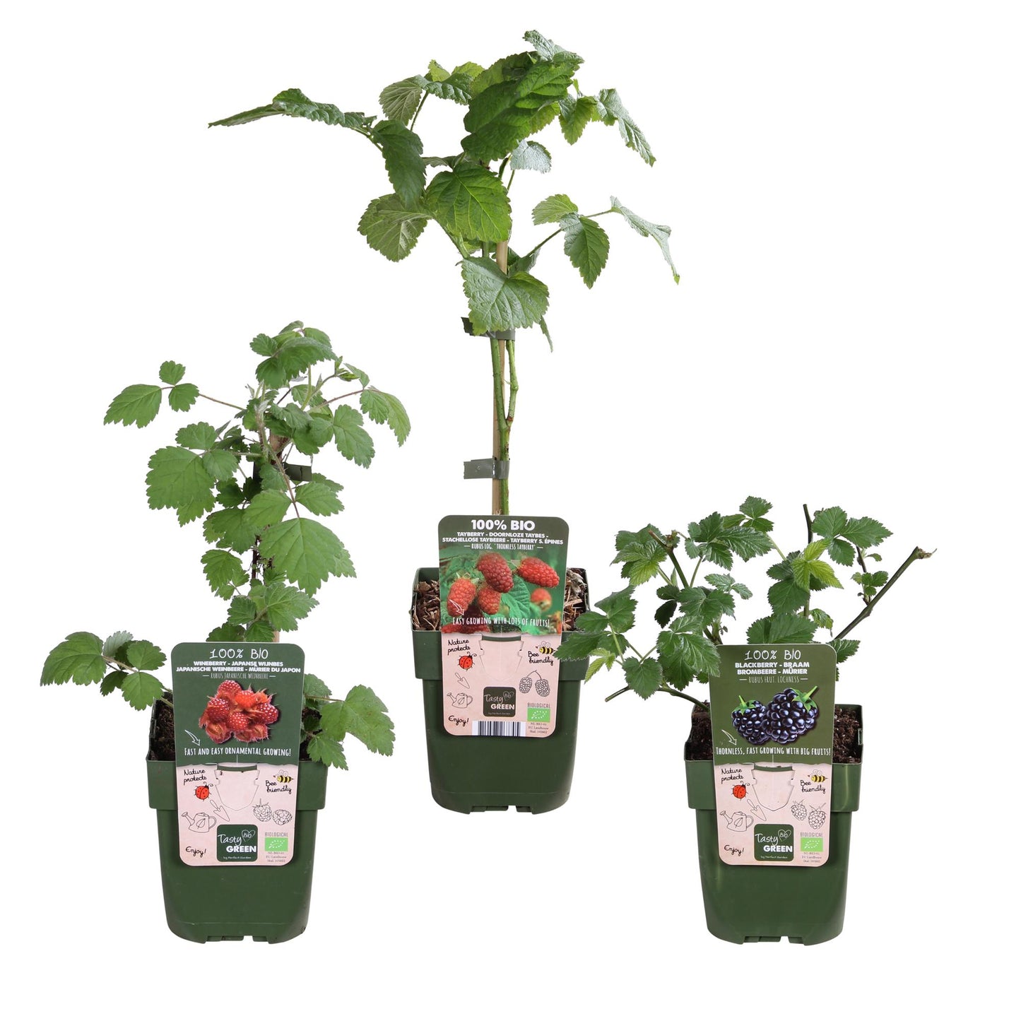 3er-Set Rubus Mix – pflegeleichte Zimmerpflanzen Ø13 cm