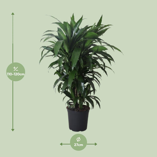 Dracaena Janet Craig – Eleganter Drachenbaum Ø27cm, 120cm hoch