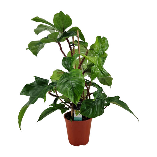 Philodendron Squamiferum – Pflegeleichte XXL-Grünpflanze Ø19cm