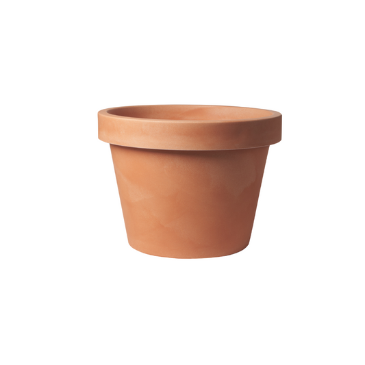 Lira Terra – Stilvolle Zimmerpflanze D75 x H68 cm