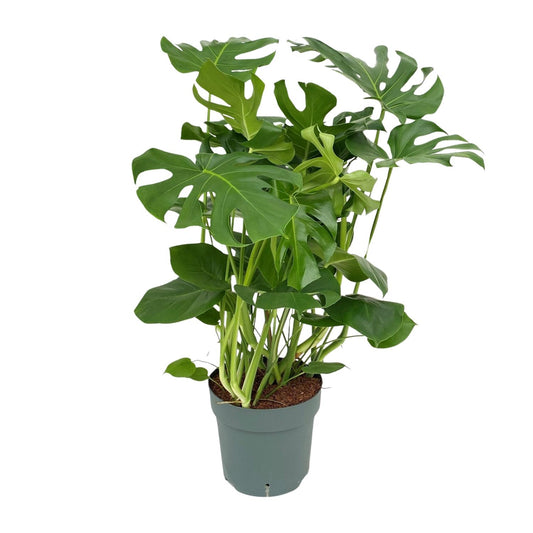 Monstera Deliciosa – Stilvolle & Pflegeleichte Zimmerpflanze Ø30cm
