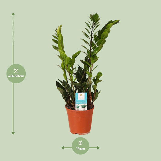 Zamioculcas Zamiifolia – Pflegeleichte ZZ-Pflanze Ø14cm, 45cm hoch