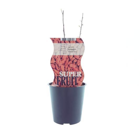 Lycium Sweet Goji – Pflegeleichte Goji-Beerenpflanze Ø12cm