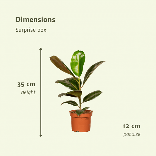 Überraschungsbox mit 10 pflegeleichten Zimmerpflanzen Ø12cm