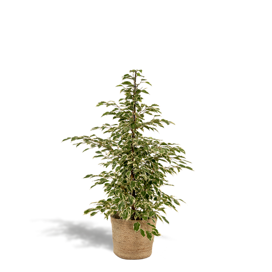 Ficus benjamina Twilight – Ø21cm, 95cm hoch mit Korb Selin
