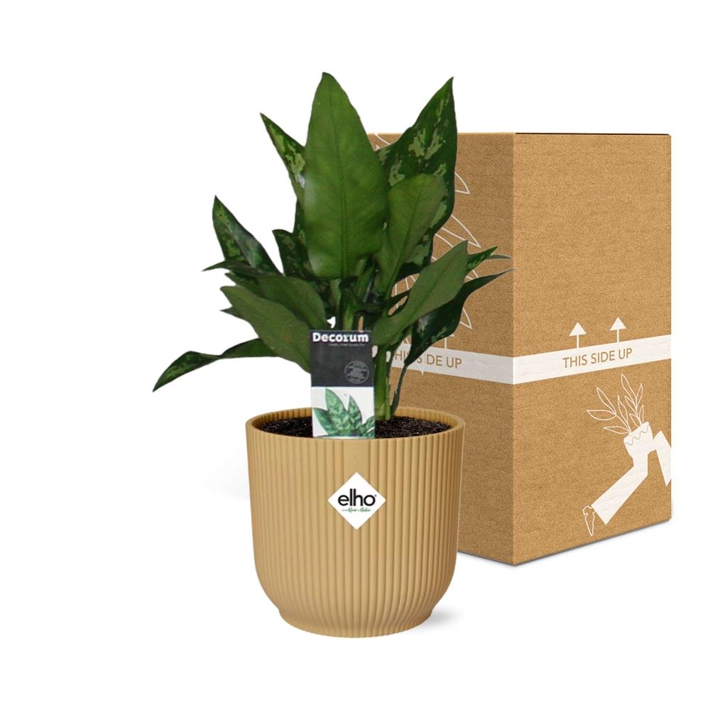 Aglaonema Maria im ELHO Vibes Fold 14cm Gelb