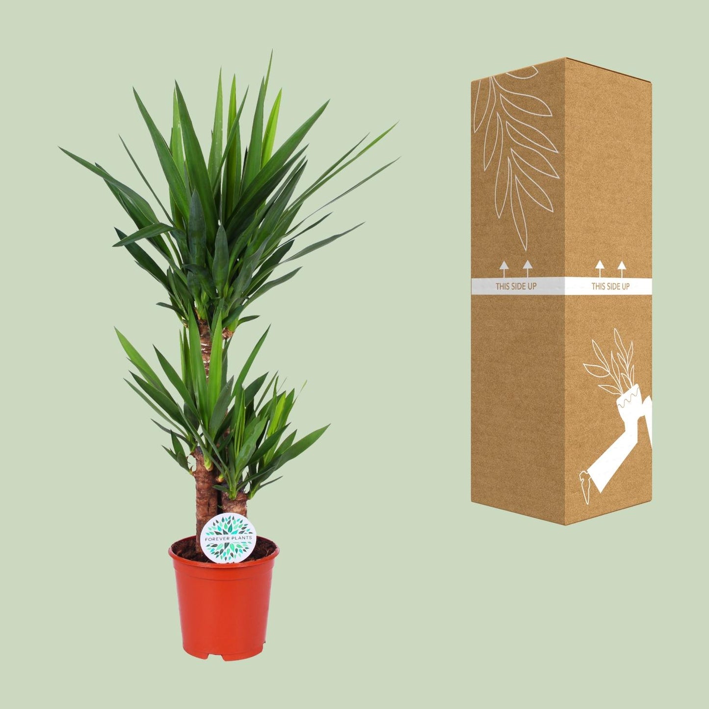 Yucca Elephantipes – Elegante, pflegeleichte Zimmerpflanze Ø21cm