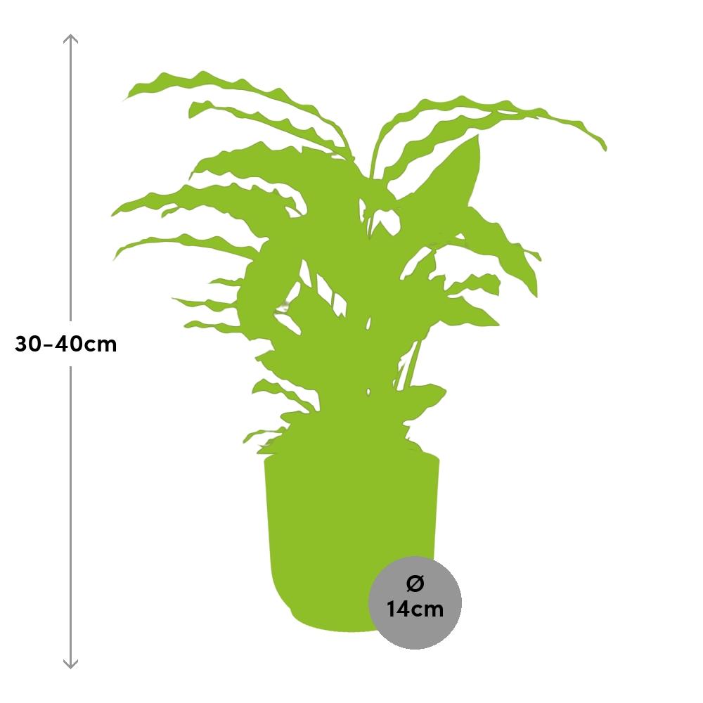 Calathea Rufibarba ‘Tropistar’ im ELHO Vibes Fold 14cm Topf