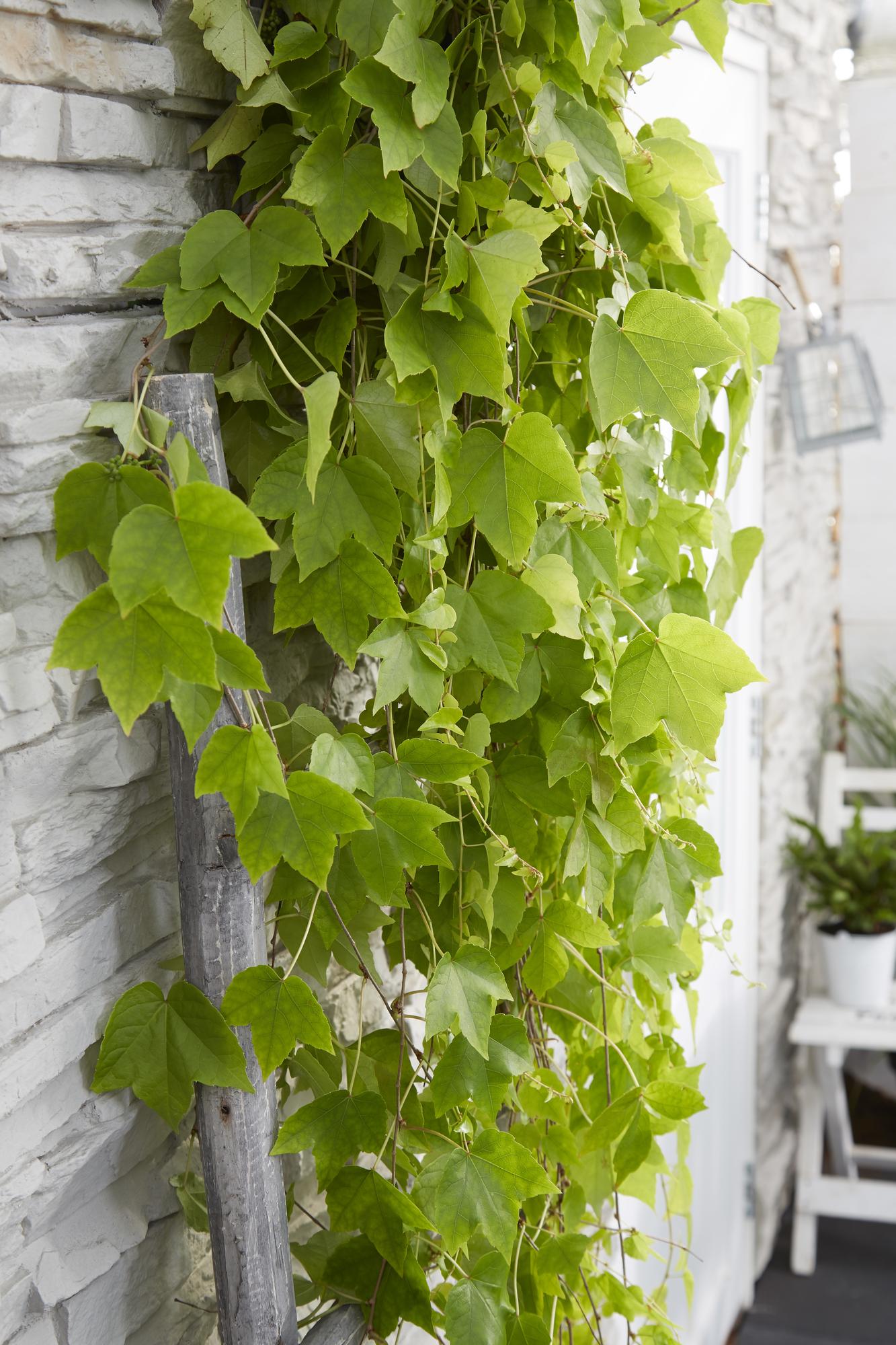 Parthenocissus tricuspidata 'Fenway Park' – Gelbgrüner Wildflügel, Ø15cm, ca. 65cm hoch