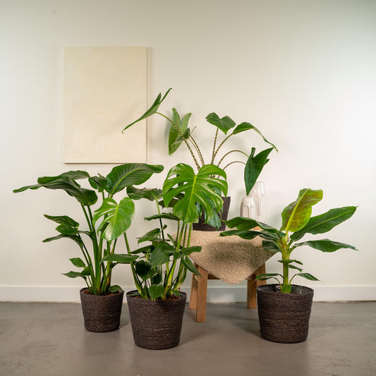 Exklusives Zimmerpflanzen-Set: Monstera, Alocasia, Strelitzia & Musa