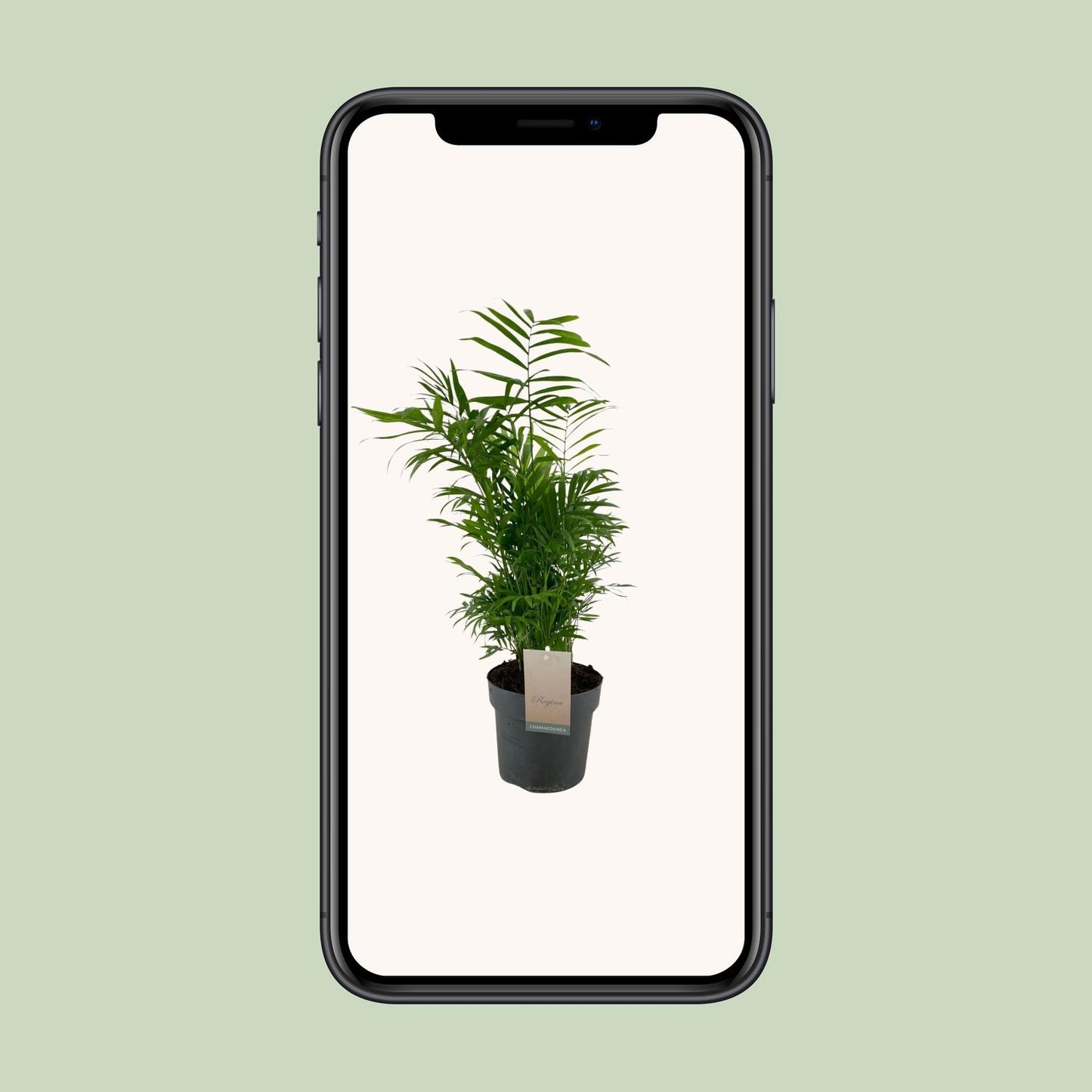 Chamaedorea Elegans – Pflegeleichte Zwergpalme Ø17cm