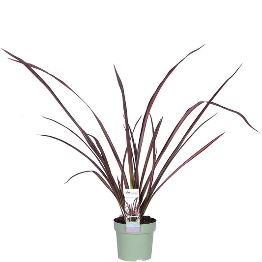 Phormium 'Pink Flamingo' – Farbstarker Immergrüner Strauch Ø14cm