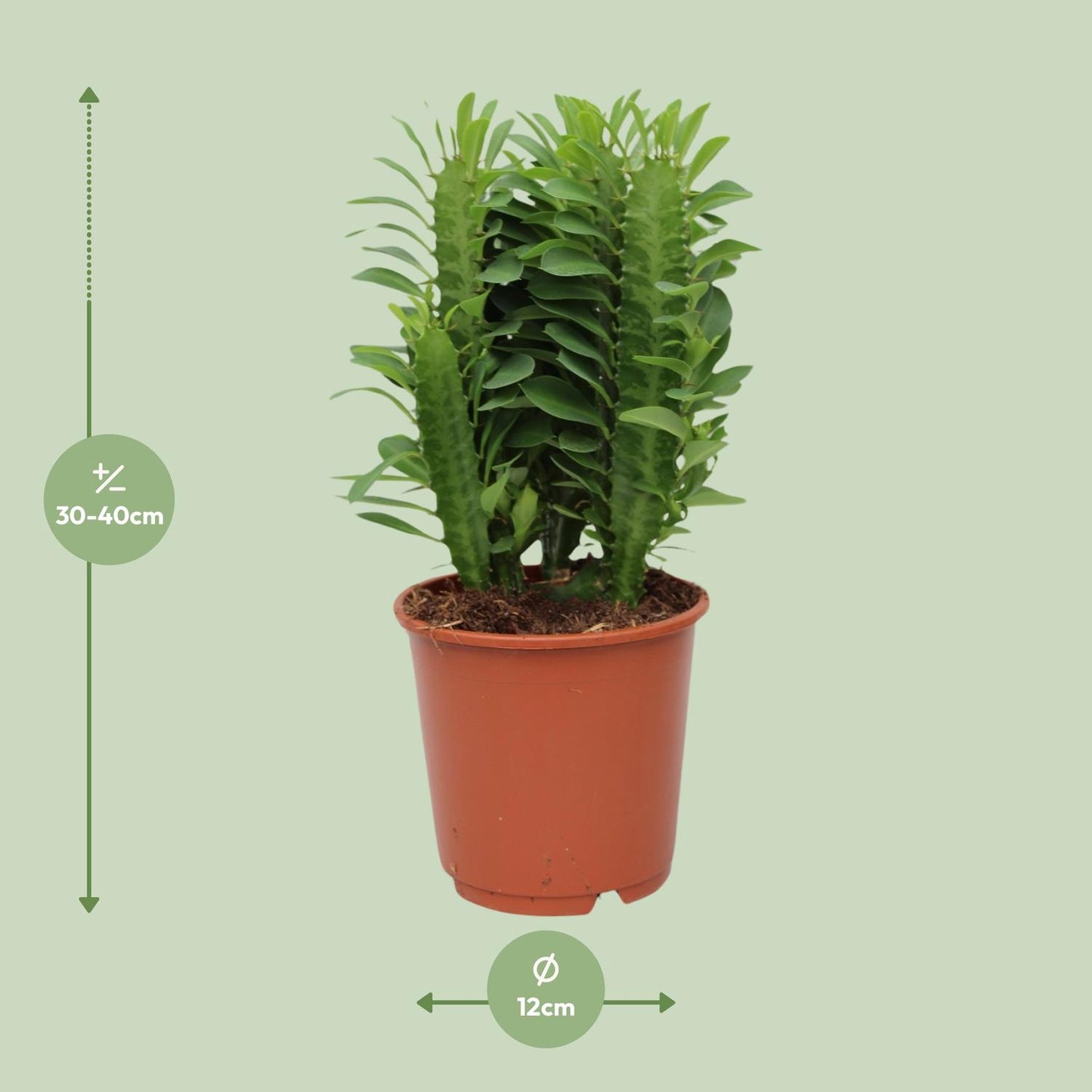 Euphorbia Trigona – Afrikanischer Milchbaum Ø12cm, 40cm hoch