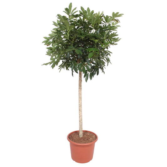 Schefflera Arboricola Compacta – Große, pflegeleichte Zimmerpflanze