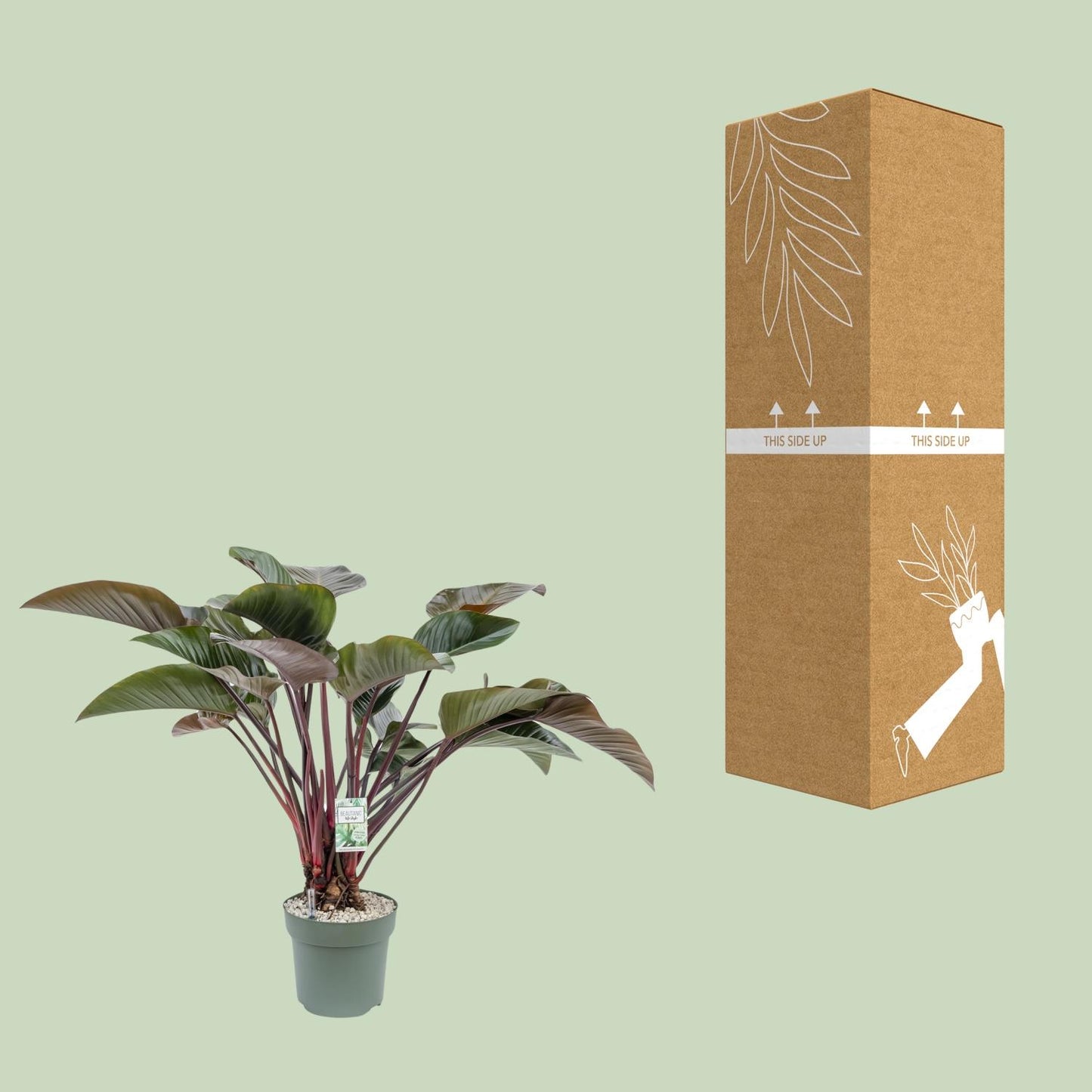 Philodendron Red Beauty – Pflegeleichte XXL Zimmerpflanze Ø30cm