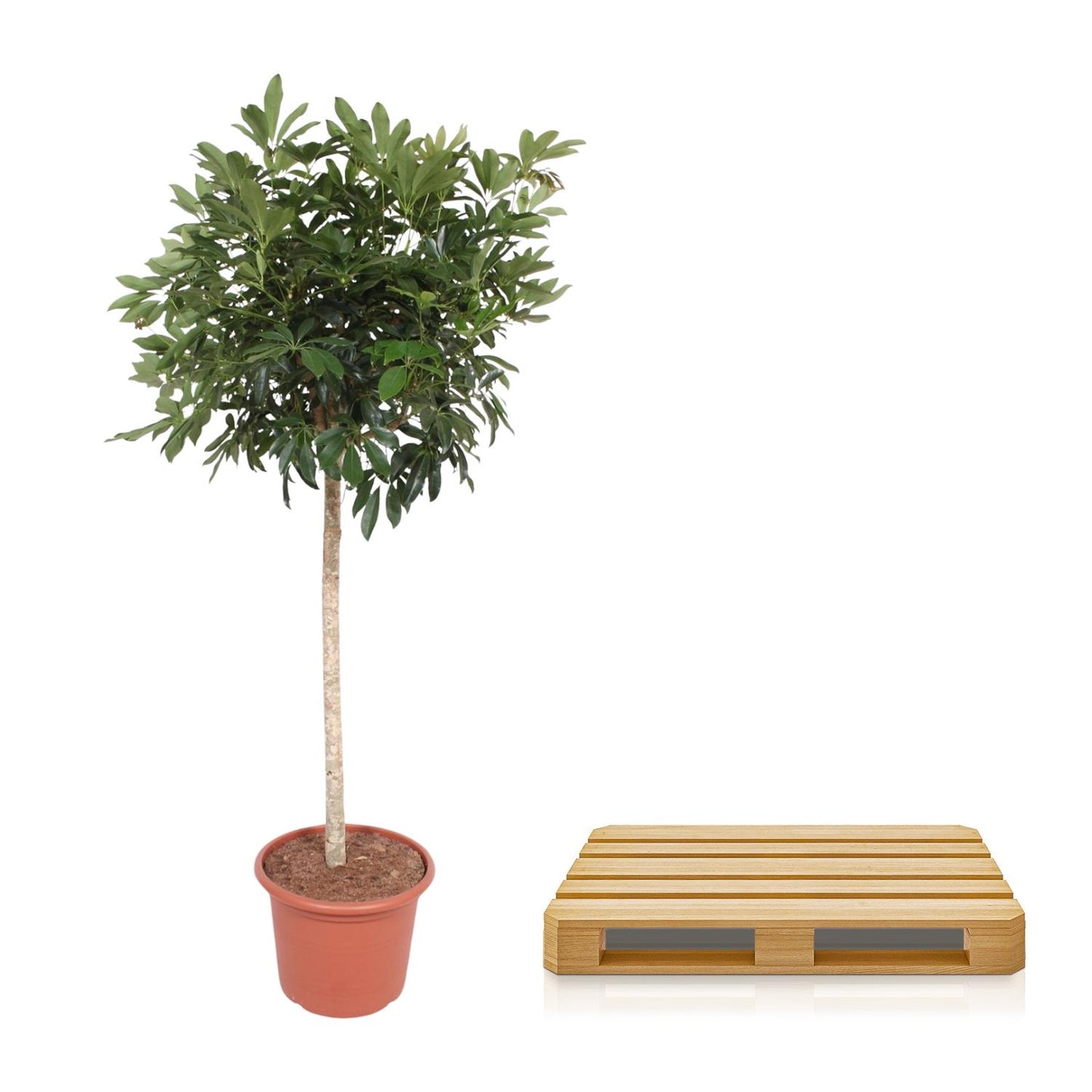 Schefflera Arboricola Compacta – Große, pflegeleichte Zimmerpflanze