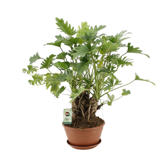 Philodendron Xanadu am Stamm - Ø22cm Topf, ca. 50cm hoch