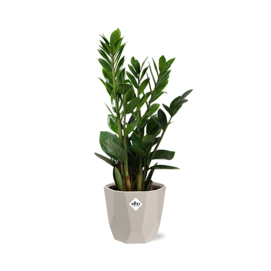 Zamioculcas (ZZ-Pflanze) 45-50 cm im ELHO b.for rock Topf