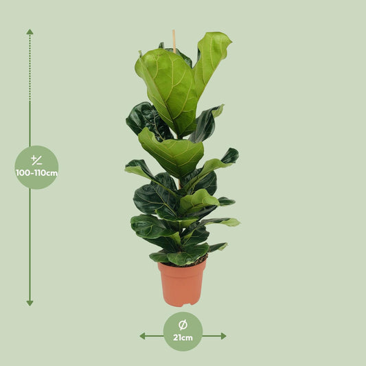 Ficus Lyrata - Große Blätter, Ø21cm, 110cm Höhe