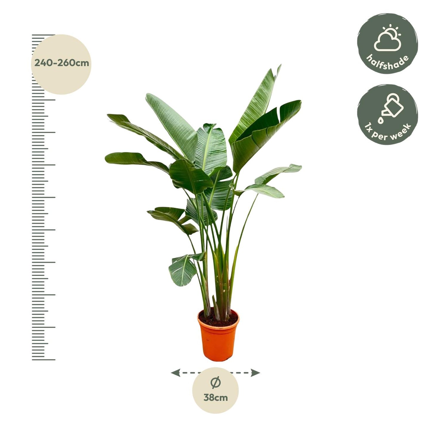 Strelitzia Augusta de luxe XXL – 250 cm, ø38 cm