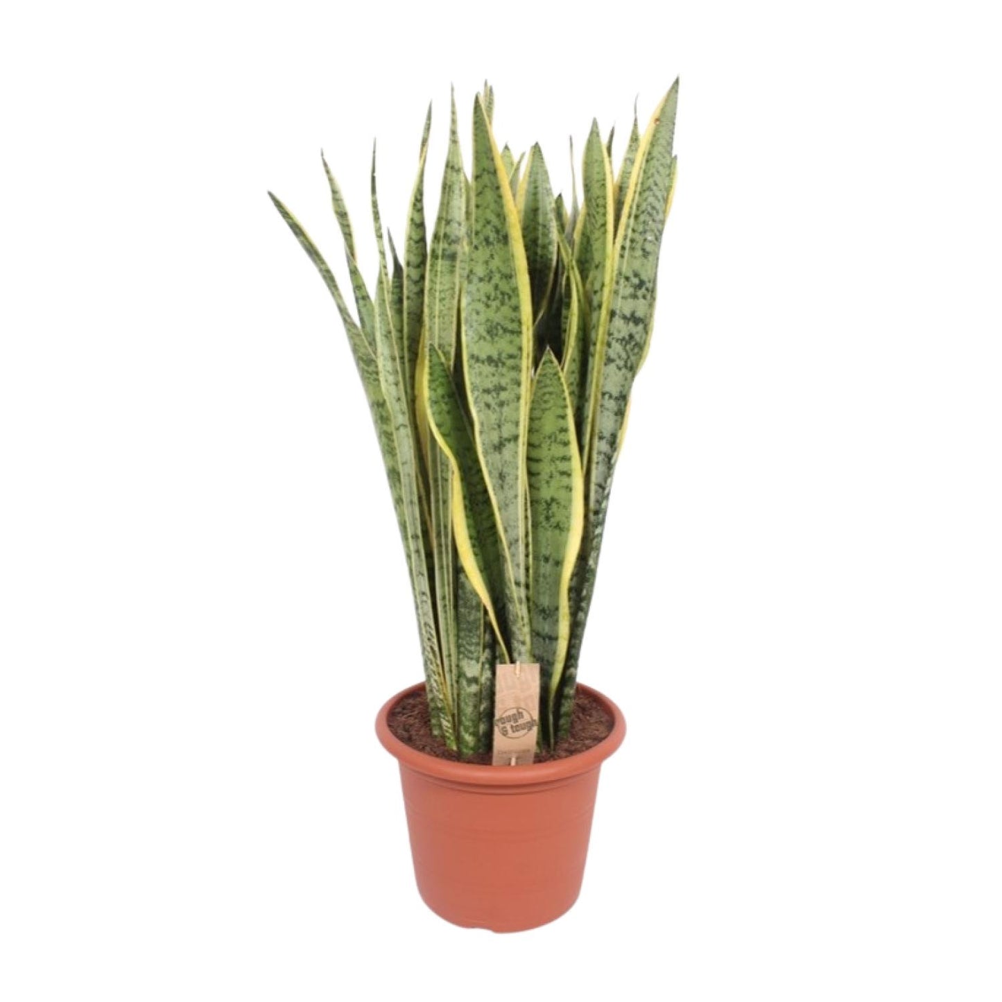 Sansevieria Trifasciata Laurentii – Pflegeleichter Bogenhanf Ø30cm