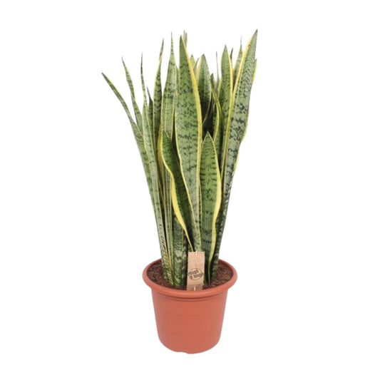 Sansevieria Trifasciata Laurentii – Pflegeleichter Bogenhanf Ø30cm