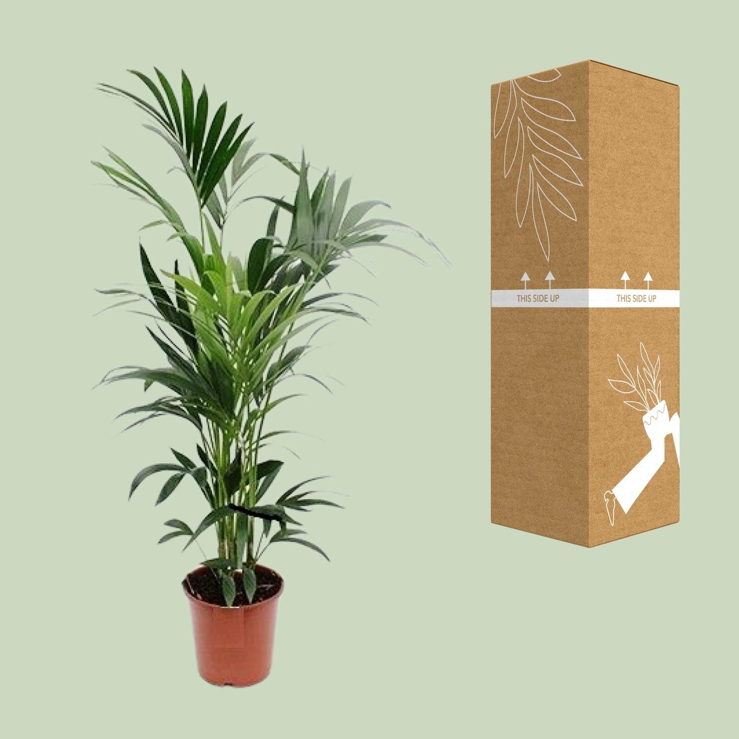 Howea Kentia-Palme Ø24cm, Höhe ca. 160cm – Pflegeleicht & Elegant