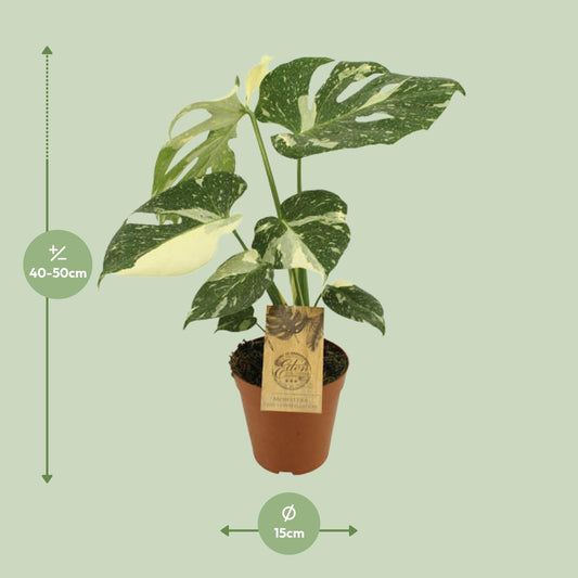 Monstera Thai Constellation – pflegeleichte Designerpflanze Ø15cm