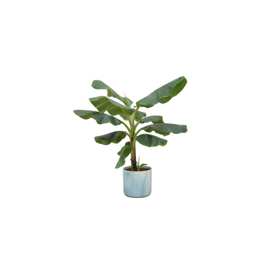 Bananenpflanze (Musa) mit Ocean Round Topf Ø22 cm, 100 cm