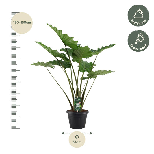 Alocasia Portodora – Tropische XXL-Pflanze 140 cm