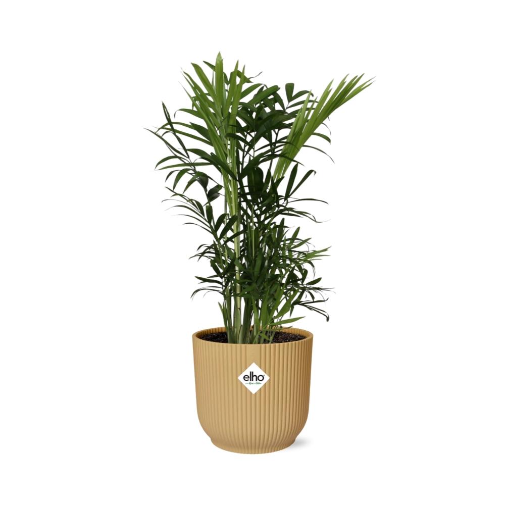 Chamaedorea Elegans Zwergbergpalme im ELHO Vibes Fold Topf 14cm Gelb