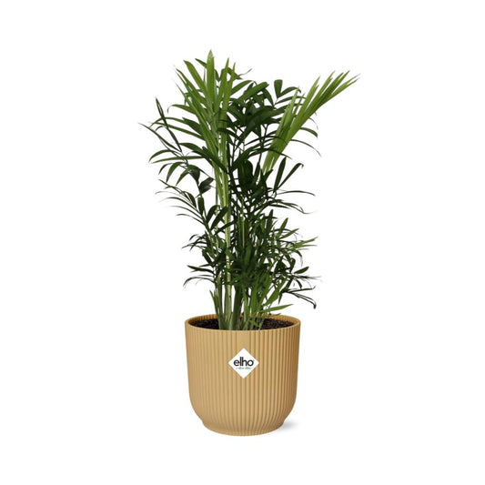 Chamaedorea Elegans Zwergbergpalme im ELHO Vibes Fold Topf 14cm Gelb