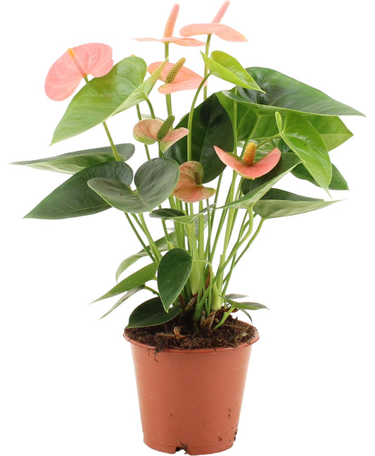 Anthurium Spirit im transparenten Sleeve – Ø12 cm, 37 cm Höhe