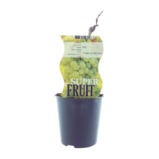 Vitis Vroege Van Der Laan – Weiße Traube Ø12cm, 30cm Höhe