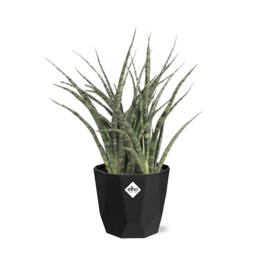 Sansevieria Fernwood Punk – Pflegeleichte Schwiegermutterzunge 14cm
