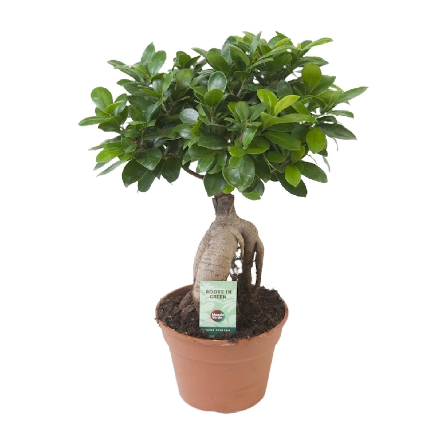 Ficus Ginseng Ø17cm – Pflegeleichte Zimmerpflanze